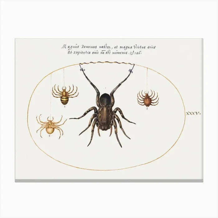 A Wolf Spider And Three Other Spiders (1575–1580), Joris Hoefnagel Canvas Print by Fy! Classic Art Prints and Posters