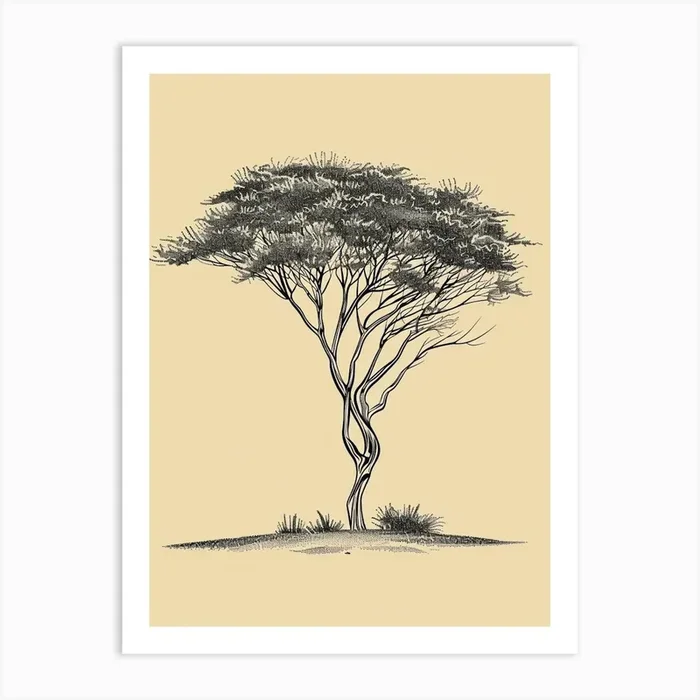 Acacia Tree Minimalistic Drawing 1 Art Print by Bough And Bloom Artistry