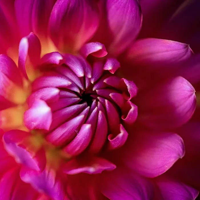 An Intimate View, Dahlia Extreme Close-Up