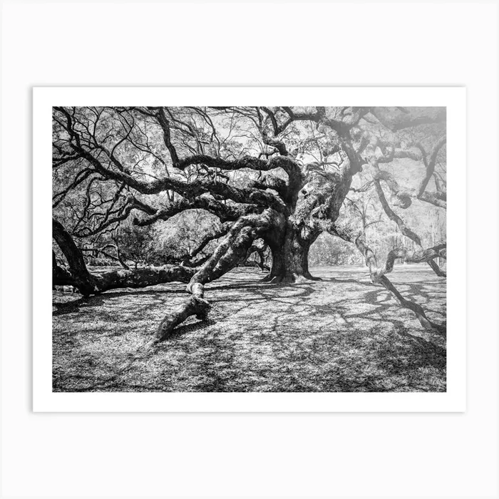 Angel Oak Art Print by Kickstand