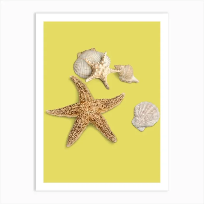 Art Seashells And Starfish Art Print by Hilia