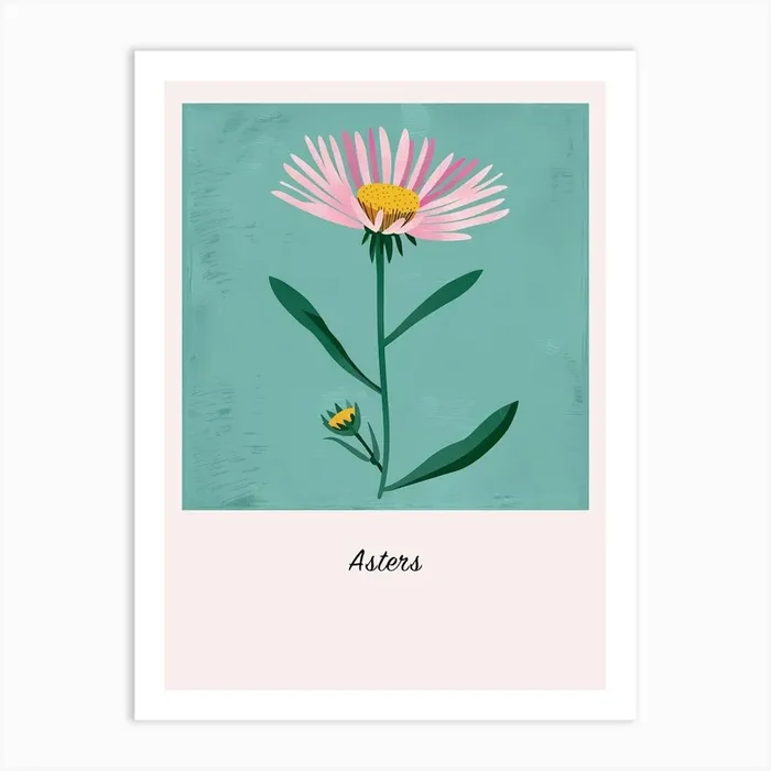 Asters 1 Square Flower Illustration Poster Art Print by Botanic Studio