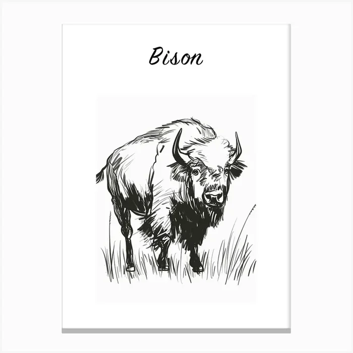 B&W Bison Poster Canvas Print by Scribble Studio