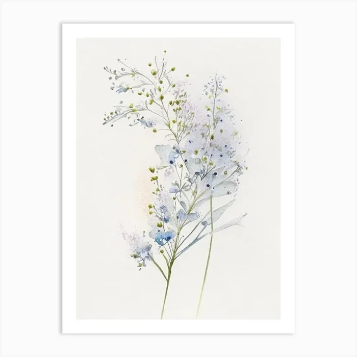 Baby’s Breath Wildflower Watercolour 1 Art PrintWS by Wildflower Studio