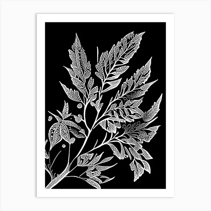 Barberry Leaf Linocut 2 Art PrintL& by Leaf & Stem Studio