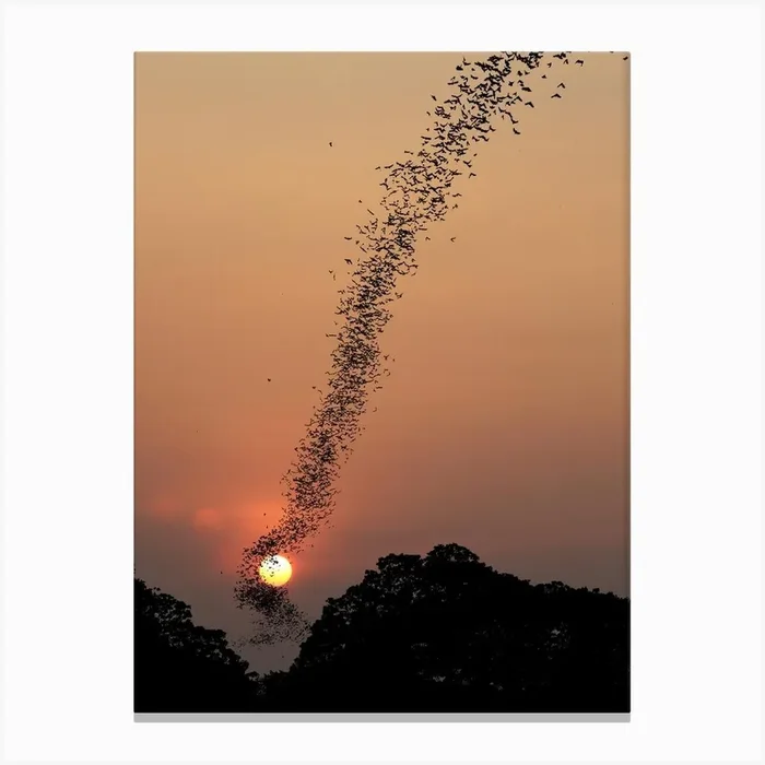 Bat Swarm At Sunset Canvas Print by 1x