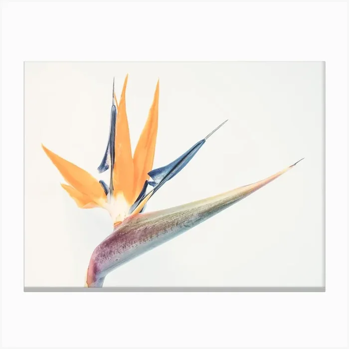 Bird Of Paradise Canvas Print by Indio Page