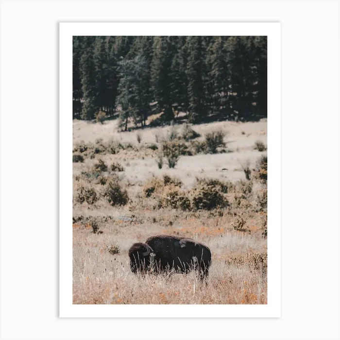 Bison In Wildflowers Art Print by Western Range