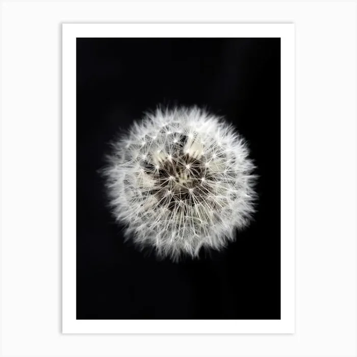 Black And White Dendelion Art Print by Studio Nahili