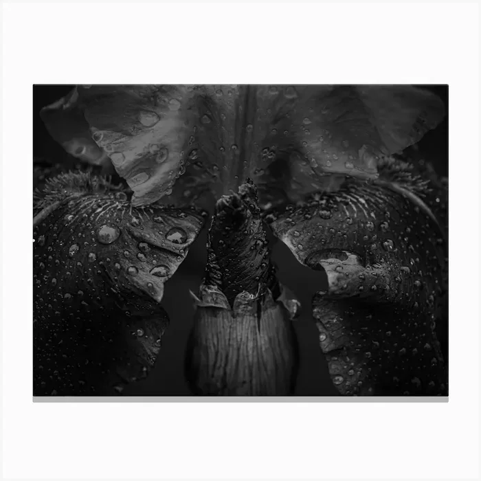 Black And White Wet Flower Canvas PrintML by Michael Lomiya