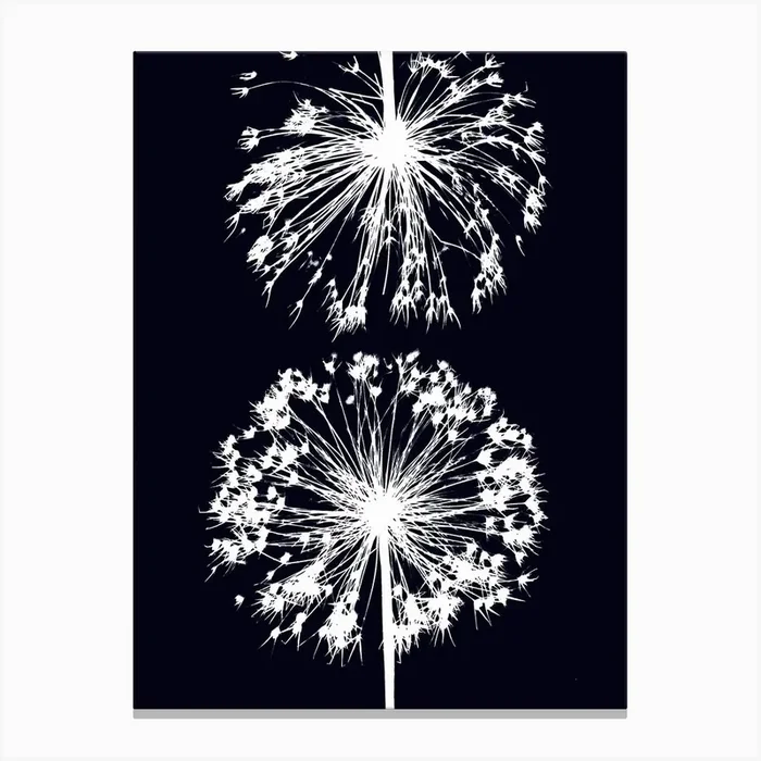 Black white allium 2 Canvas Print by Soulful Sunprints