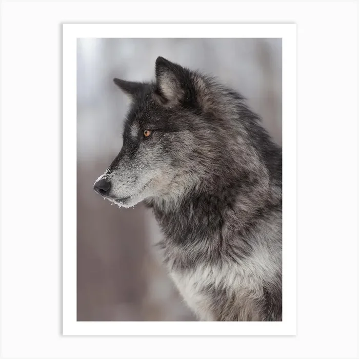 Black Wolf Profile Art Print by Western Range