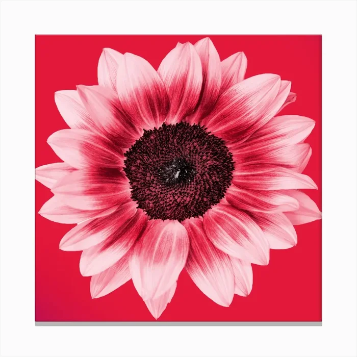 Blood Orange Sunflower Square Canvas Print by Nikolaos Tzovolos