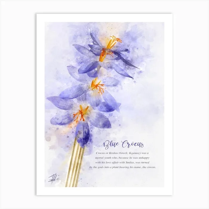 Blue Crocus Art Print by Theo’s Picture Factory