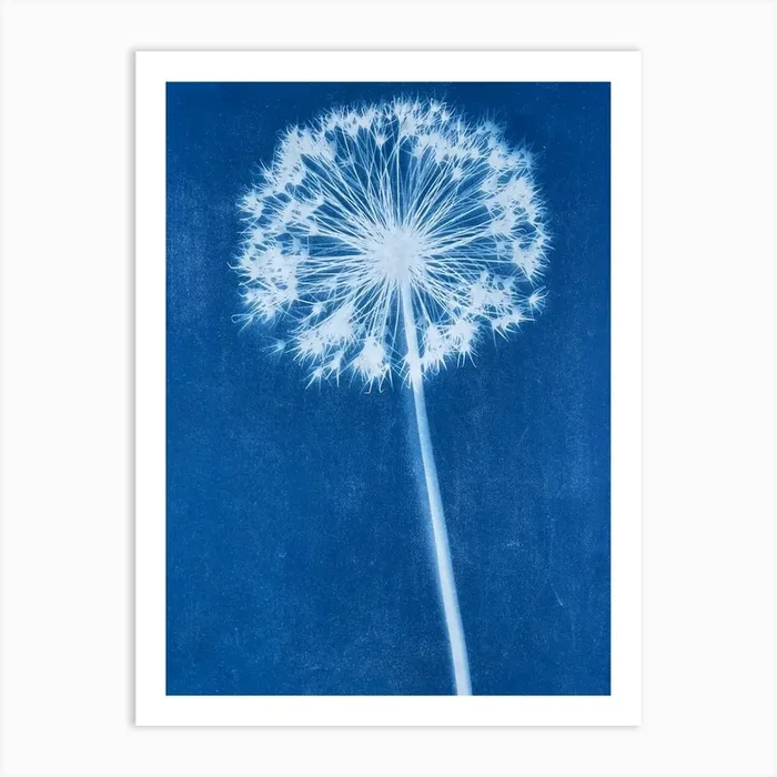 Blue Cyanotype Allium Print Art Print by Soulful Sunprints