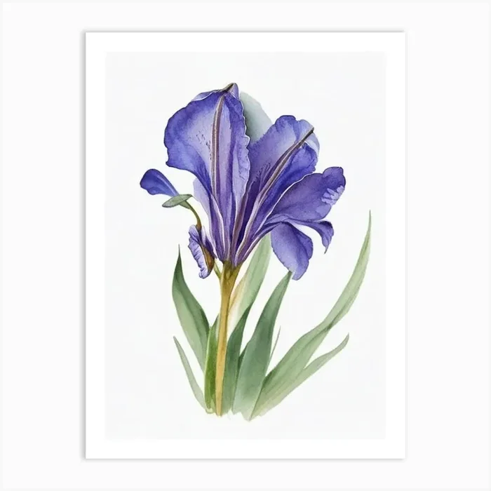 Blue Flag Iris Wildflower Watercolour 1 Art PrintWS by Wildflower Studio