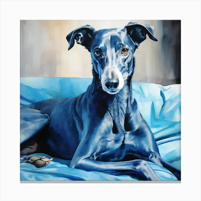 Blue Greyhound relaxing Canvas PrintS by SMLThreads