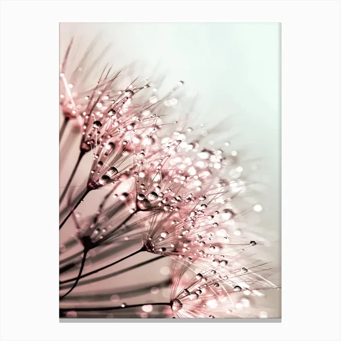 Blush Dandelion Canvas Print by Hecetu