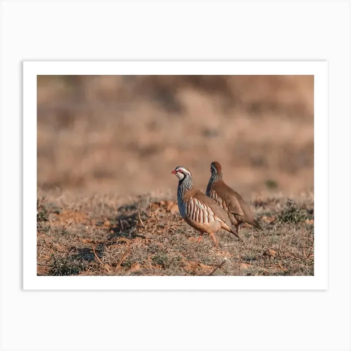 Bobwhite Quail Scenery Art Print by Western Range