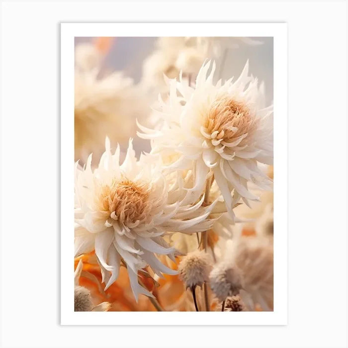 Boho Dried Flowers Bee Balm 4 Art Print by Botanic Studio