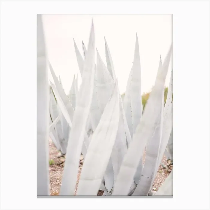 Bright Agave Plants Canvas Print by Pati Photography