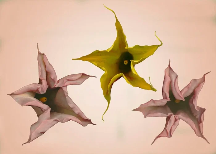 Brugmansia No .017