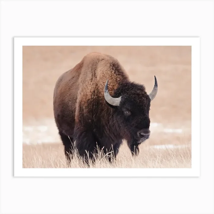 Bull Bison Art Print by Western Range
