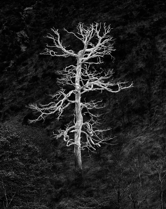 Burning Tree – Grande