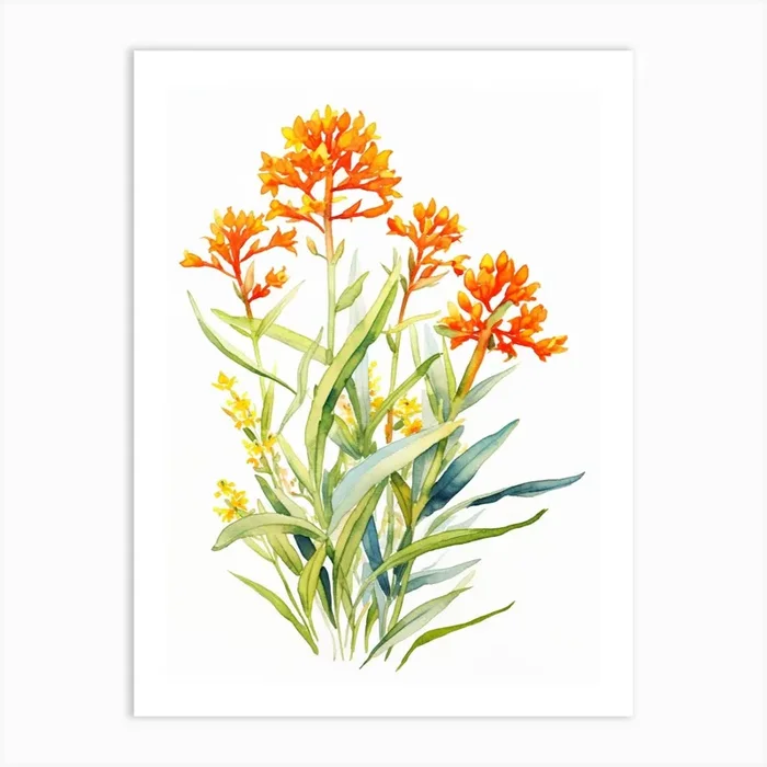 Butterfly Weed Wildflower In Watercolor (1) Art PrintWS by Wildflower Studio