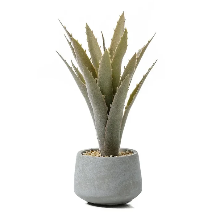 Cactii Collection Silver Aloe in Pot