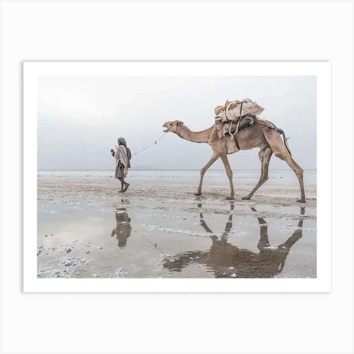 Camel Reflection On The Salt Lake Art PrintP by Photolovers