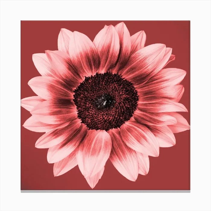 Ceramic Sunflower Square Canvas Print by Nikolaos Tzovolos