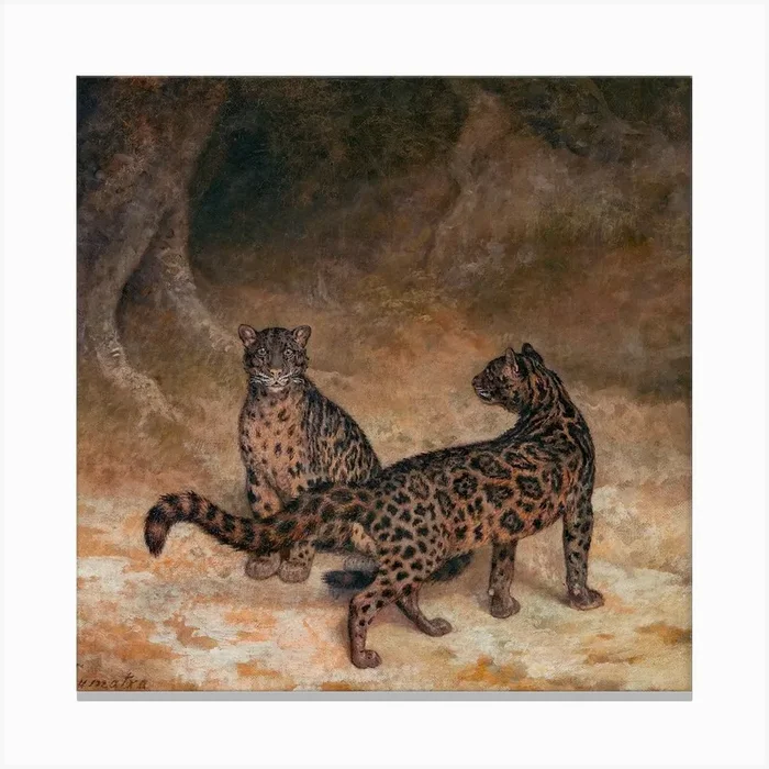 Clouded Leopards Square Canvas Print by Boheme At Home