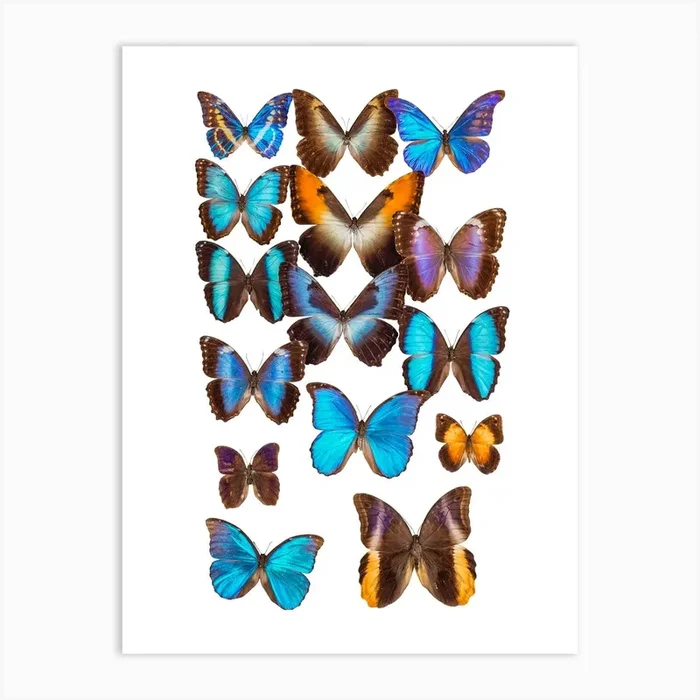 Collection Of Butterflies 2 Art Print by Mariëlle Leenders