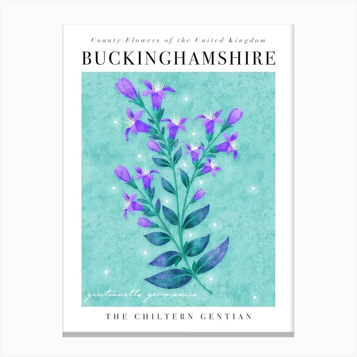 County Flower of Buckinghamshire Chiltern Gentian Canvas Print by Rebecca Flaherty