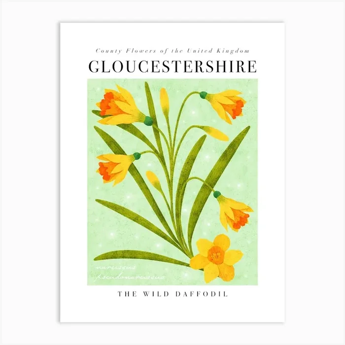 County Flower of Gloucestershire The Wild Daffodil Art Print by Rebecca Flaherty
