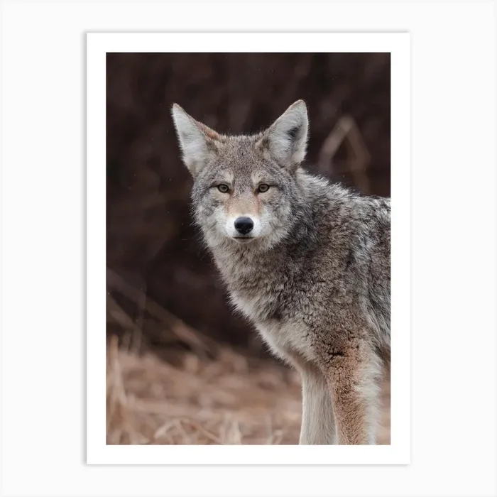 Coyote Profile Art Print by Western Range