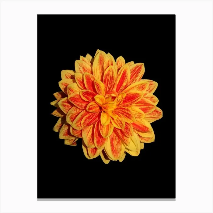 Dahlia 8 Canvas Print by Art shop