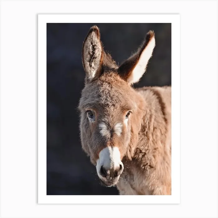 Donkey In Sun Art Print by Western Range