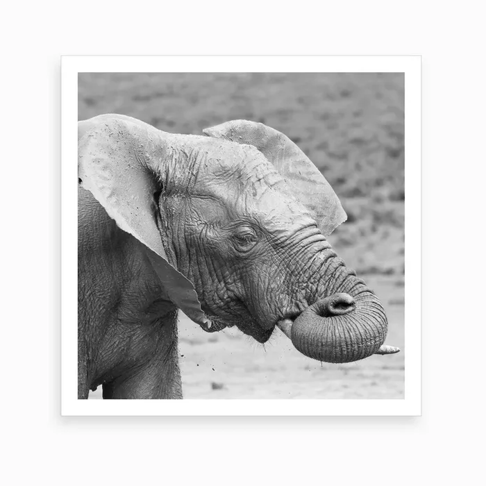 Dreaming Elephant Art Print by Thula Photography