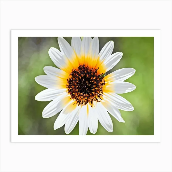 Flower 3 Art Print by MY MEMORY IS SHOT