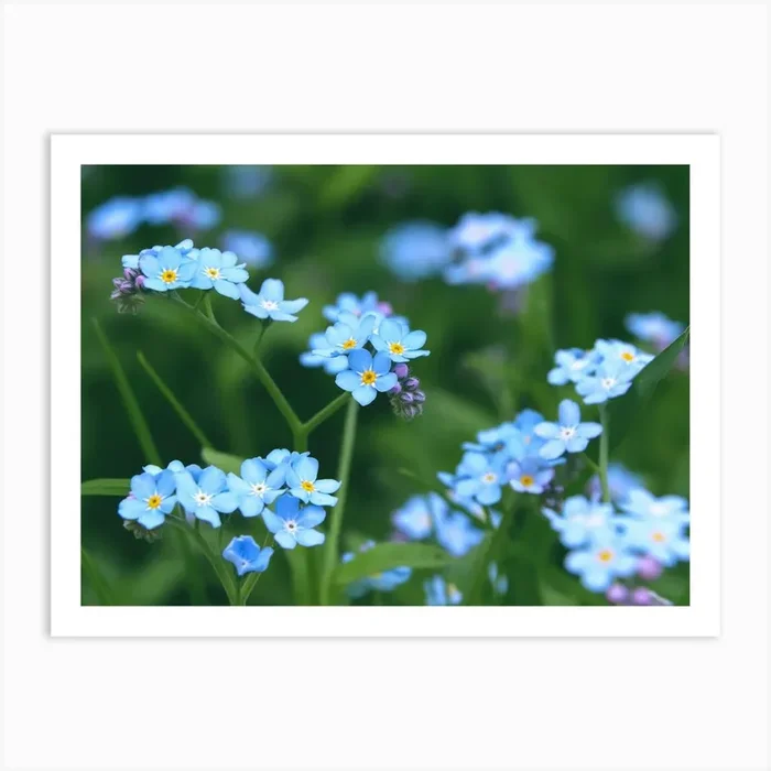 Forget Me Not flowers Art Print by Sir13