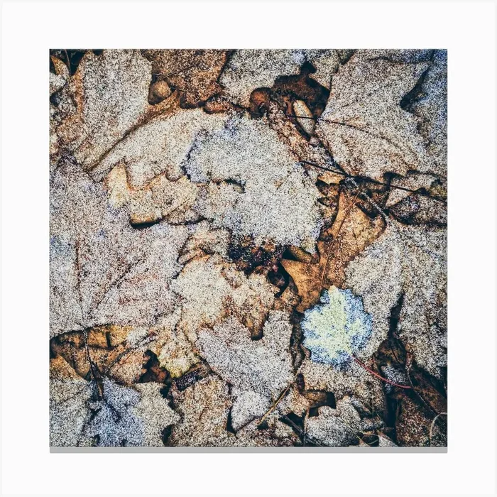 Frost On Fallen Leaves Square Canvas Print by Paul J Bucknall