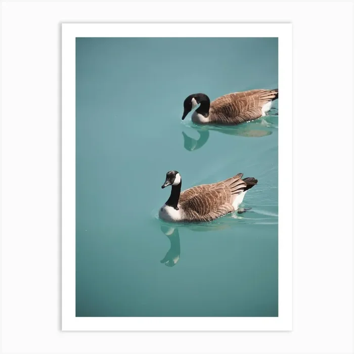 Geese In Blue Water Art Print by Western Range