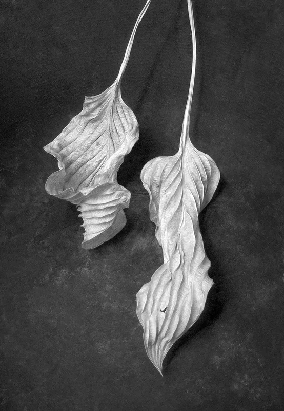 Hosta Leaves 8