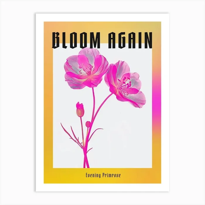 Hot Pink Evening Primrose Poster Art Print by Botanic Studio