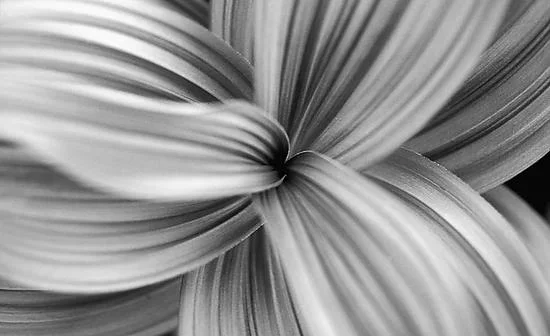 Husk Lilly 2, Canada – Small