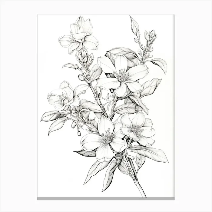 Jasmine Flower Vintage Botanical 2 Canvas Print by Whimsical Meadows