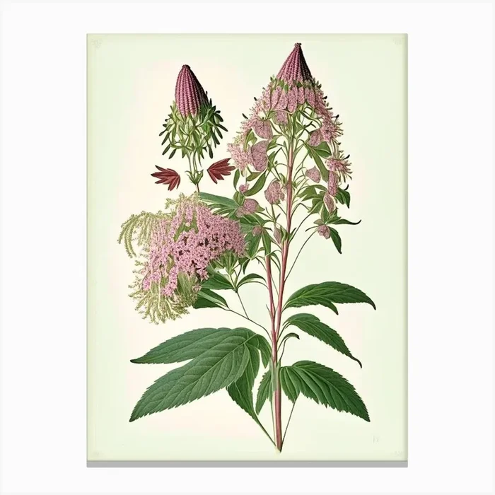 Joe Pye Weed Wildflower Vintage Botanical Canvas PrintWS by Wildflower Studio
