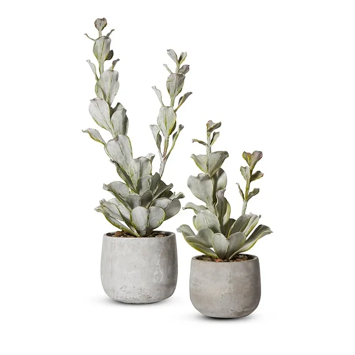 Jorge Succulents